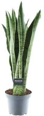 Sansevieria Menta verde - 45-55cm - Ø14cm - Planta de interior - Hojas perennes - Cactus y suculentas