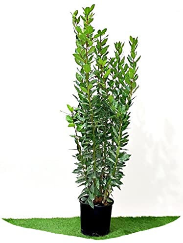 Garden Vivai Frediani Alloro, Pianta Vera Sempreverde della Famiglia delle Piante Aromatiche. per Siepi e Anche Come Piante Ornamentali. Vaso 18