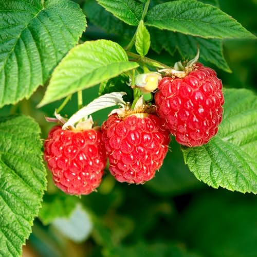 semi di lampone resistenti, semi di lampone colonnari giardino resistenti biologici ciliegio nano, luoghi soleggiati 60pcs