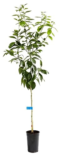 Naranjo Natural Citrus sinensis Árbol Frutal para tu Jardín
