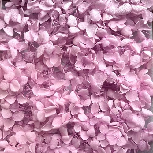 Preserved Dried Hydrangea - 5g of Hydrangea Flower Petals, UK Florist, for Wedding Decor, DIY, Handmade, Party Office Home Decor (Lilac)
