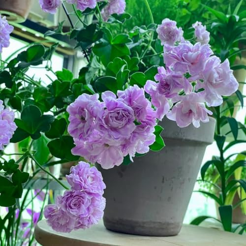 semillas de geranio - Decoración balcón jardín silvestres perenne interior resistentes oficina 450pcs