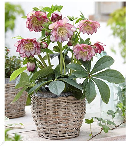BALDUR Garten Christrosen 'Double Ellen Picotée', 1 Pflanze, Helleborus niger winterharte Staude, mehrjährig, bienenfreundlich, pflegeleicht, für Standort im Schatten geeignet, blühend