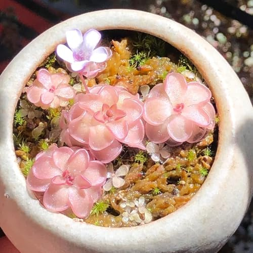 Fettkraut Fleischfressende, winterharte für balkon Fettkraut Pinguicula vulgaris, indoor, büropflanzen balkon winterhart bio 80Samen
