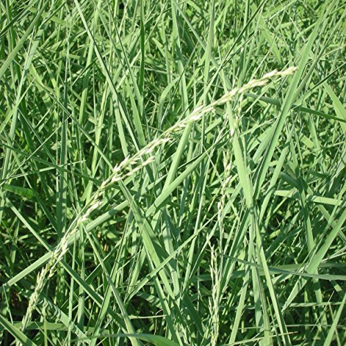 Blumixx Stauden Ammophila breviligulata – Blauer Strandhafer, zierend blaugraue Ziergras, robust, trockenheitsverträglich & winterhart, ideal für Steingarten & Dünenbeet