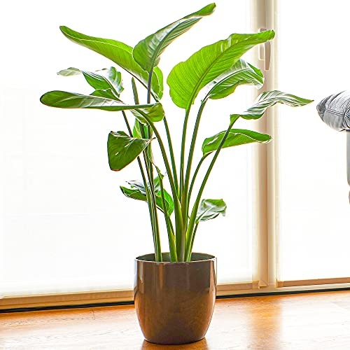 Strelitzia nicolai | Ave del Paraíso Blanca en Maceta 35-45cm | Regalo de Planta de Interior