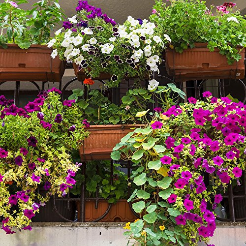 Balkon Pflanzen Mix Samen