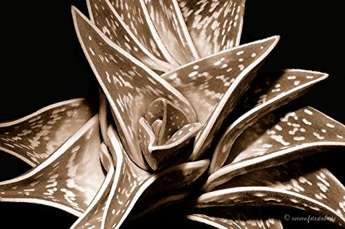 Fotoatelier Dirk Haas Naturbilder - Blumenfotos - Bilder - Kaktus - Exotische Blumen Leinwand 120 cm x 80 cm