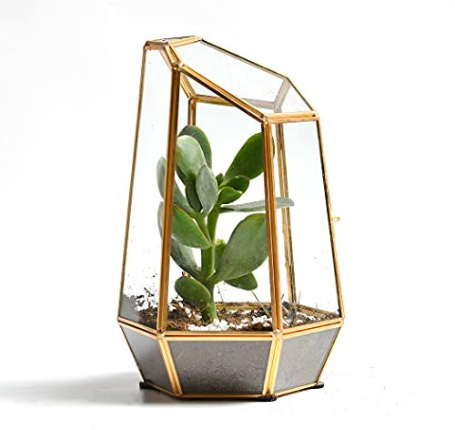 Terrario dorado de 9.8 pulgadas, terrario geométrico de vidrio con puerta cerrada, maceta para helecho, plantas suculentas, plantas de vidrio irregulares doradas, terrario, decoración de mesa para el