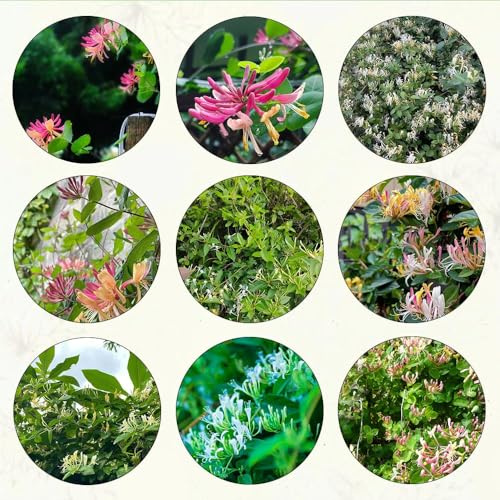 madreselva - semi scalapanti resistenti semi di giardino esotici decorazione 80pcs