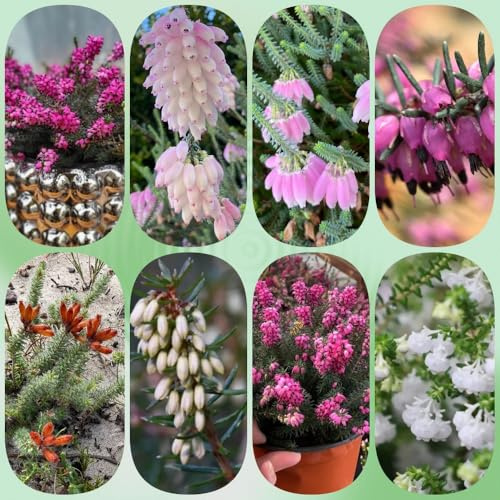 Heidekraut, blumensamen blumenwiese blühende sträucher winterharte für balkon schmetterlingswiese 200Samen