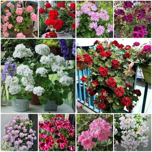 Geranien Hängend, gartenpflanzen winterhart mehrjährig Pelargonium hortorum, für sonnige plätze blumensamen geschenk 400Samen