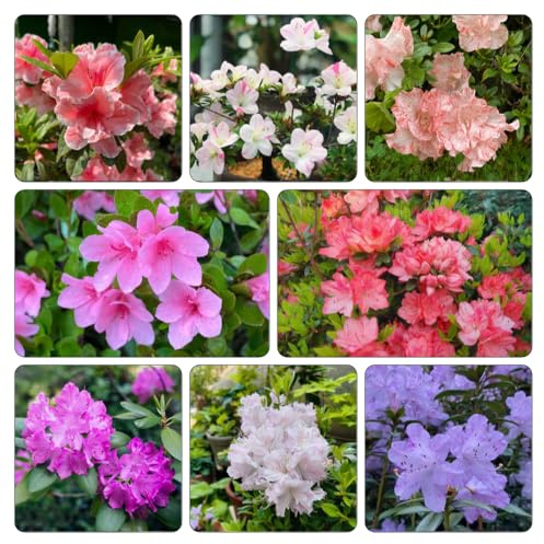 semillas de rododendro, azalea, balcón invernadero Decoraciones de jardín exteriores cama elevada jardín interior resistentes en interior exóticas 35pcs