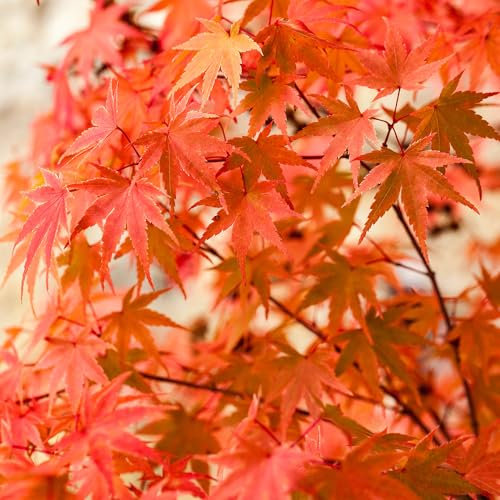 YouGarden Japanese Maple Acer Palmatum Phoenix,1.5L Plant Pot, Autumn Vibrant Colour Leaves, Winter Hardy and Easy to Grow Plants for Garden, Plants Outdoor Garden Ready, Phoenix Outdoor Plants