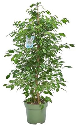 Planta Ficus Benjamina Árbol de Interior con Altura de 100cm