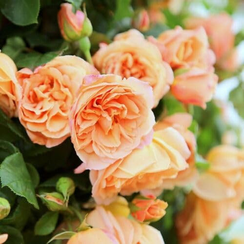 GARTHWAITE NURSERIES® : - Potted 2 Litre Climbing Rose School Girl Perennial Plant
