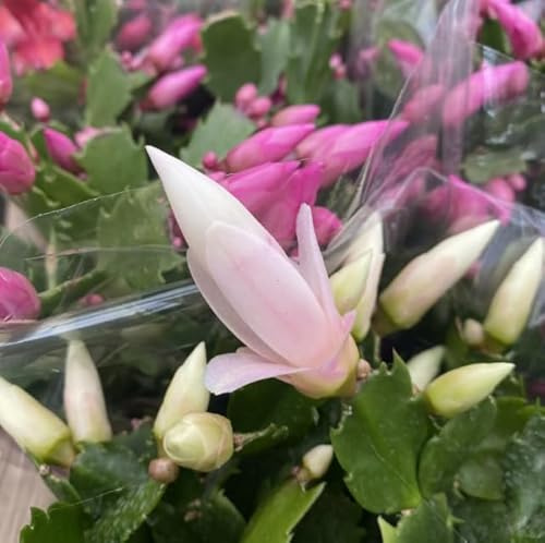 Flor Natural CACTUS Schlumbergera Truncata Flor de Pascua
