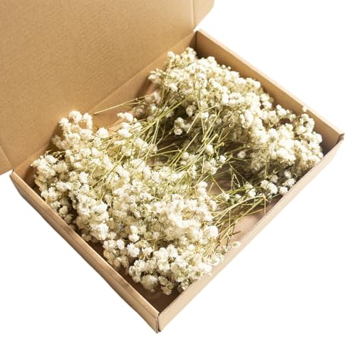 Fleurs Séchées Gypsophile,100 Pièces de Fleurs Pressées Séchées Gypsophile pour Accessoires D'invitation de Mariage,Marque-page,Fournitures de Fabrication de Bougies