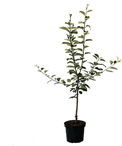 Apfelbaum Santana (S) für Allergiker geeignet Buschbaum 110-140 cm 9-10 Liter Topf, Unterlage M7