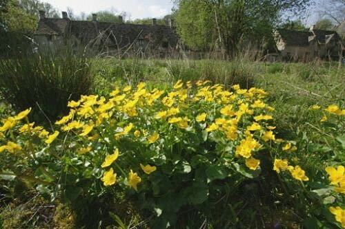 Approx 100 Seeds of Marsh Marigold (Caltha Palustris)