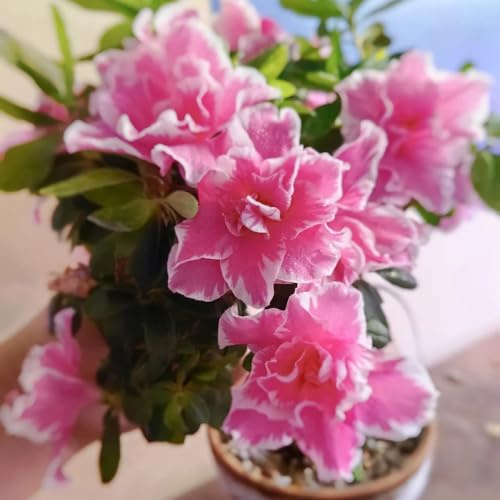 Semi di rododendro e azalea - esotico organico estivi arbusti ornamentali resistenti raro arbusti fioriti, resistenti serre da balcone vecchie varietà semi di 50pcs