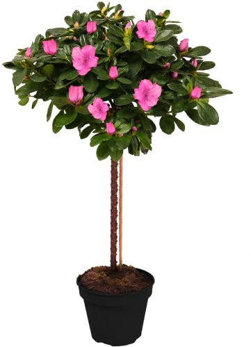 Gardeners Dream Japanische Azalee Winterhart (Azalea Japonica) - Azaleen Pflanzen Stamm - Rhododendron Pflanze - Winterharte Pflanzen für Garten - Rosa - Gesamthöhe von den Wurzeln ca. 75 cm