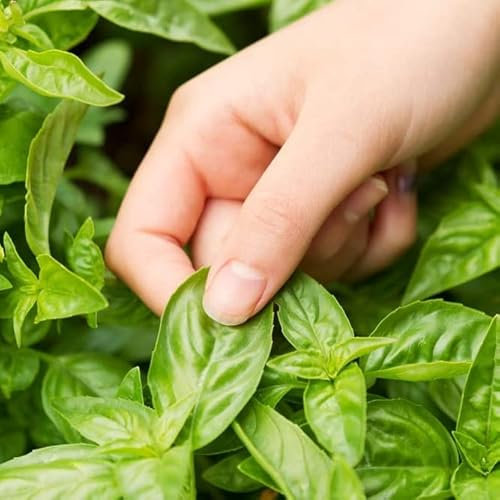 Semillas de Albahaca Genovesa para Cultivar en Huerto Urbano Planta Aromática