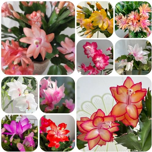 cactus di Natale di selvatici, primaverile Schlumbergera truncata autunnali, resistenti, stanza con d'ombra succulente da balcone 300semi