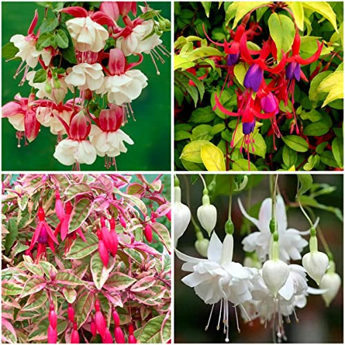 GrowOn Shrubs [x4] Hardy Fuchsia Collection | Variety-Pack | Deciduous Shrubs | Outdoor Garden Ready Plants | Summer Flowering | Red, Pink, Purple, White Flowers