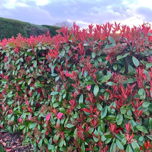 Photinia Red Robin - Stunning Scarlet Foliage Shrub, Evergreen, Hardy, Low Maintenance - Ideal for Landscaping and Hedging –5X 2 Litre Pot by Thompson and Morgan