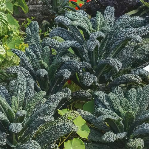 Kale ‘Nero Di Toscana’. Value Plug Plant x 5. Black Cabbage. Grow Your own Veg Plants. Available from Bedwen Plants