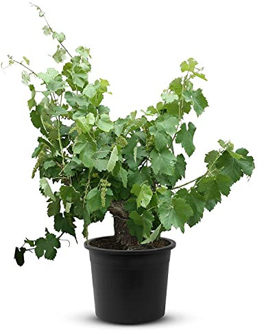 Tropictrees Weinrebe - Vitis Vinifera | alter knorriger Weinstock mit einer Höhe von 120 cm und einem Stammumfang von 25-35 cm | inklusive Topf Durchmesser 33 cm