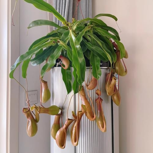 nepenthes kannenpflanze samen- Fleischfressende pflanzen samen, katzenfreundliche zimmerpflanzen，gartenpflanzen dekoration wohnzimmer，pflanzen für draußen zimmerpflanzen groß，blumen 50pcs