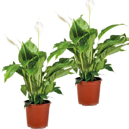 Bloomique - 2er Set - Spathiphyllum Torelli - Friedenslilie - Einblatt Zimmerpflanze - Zimmerpflanzen - Luftreinigend - Höhe 60-70 cm - Topf 17 cm