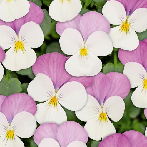 Viola 'Twix White Pink Wing'. 7cm Plant x 3. Winter flowering bedding plants for hanging baskets and containers. Bedwen Plants Online Garden Centre.