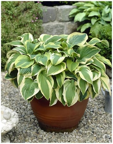 1 x Hosta sieboldiana 'Wide Brim‘ im 1 Liter Topf (Staude/Winterhart/Bodendecker/Mehrjährig) Funkie, Herzblatt-Lilie - Ein Blattkunstwerk in Grün und Gold - von Stauden Gänge
