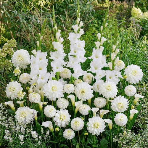 Lot de 25 fleurs d'été White Oasis Mix (25 bulbes) Glaïeuls, dahlias, calla | Mélange exclusif de Hollande | Plantes vivaces pour jardin, pots (grands tubercules)