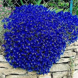 Semi di Aubrieta, 600 Pezzi, Pianta Perenne per Giardini Rocciosi, Colori Misti, Blu