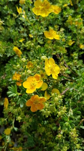 Potentilla fruticosa 'Tangerine' / Potentille orange puis jaune/Conteneur de 3 à 4 litres