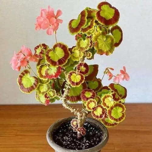 semillas de geranio colgante para lugares soleados pelargonio primavera, semillas de silvestres resistentes al aire libre resistentes 90pcs