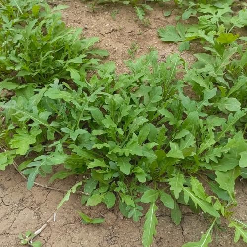 semi di rucola resistente - balcone varietà antiche resistenti esotiche 100pcs