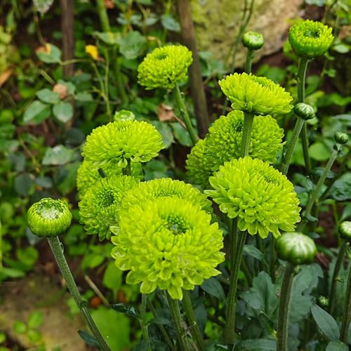 semi di crisantemo - crisantemi giardino biologico decorazione per balcone crisantemo ombra semi di selvatici resistenti in vaso esterno 400semi