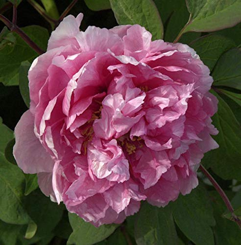 Strauchpfingstrose Madme Stuart Low - Paeonia suffruticosa - lebende Gartenpflanze aus den Baumschulen