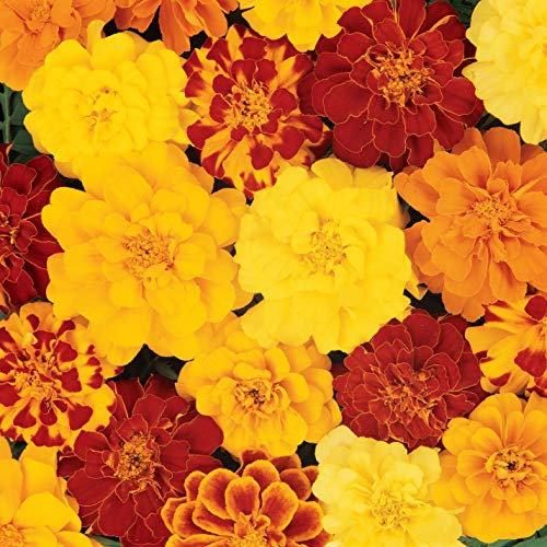 400 Marigold Tagetes Patula French Double Brocade Mix Seeds