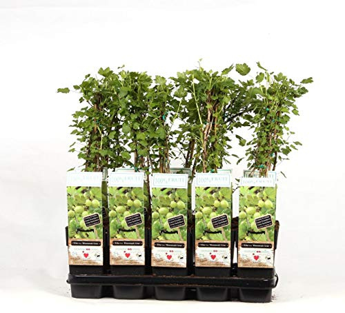 Stachelbeere 'Hinnonmäki Grün' - Ribes uva-crispa, 60-70 cm, Ertragreiche & Pflegeleichte Beerenpflanze, Süß-säuerliche Früchte für Garten & Terrasse
