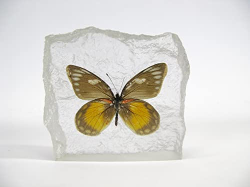 Echter wunderschöner Briefbeschwerer mit sorgfältig präparierten Schmetterling (Common Gull) in Kunstharz gegossen. Größe 10x9x3cm, 272Gr Gewicht