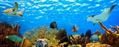 Acryl-Bild 130 x 50 cm: tropisches Unterwasser-Meeresleben-Panorama (22110506)