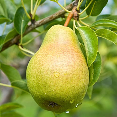 Bartlett Pear Tree - Live Fruit Plant Shipped 3 to 4 Feet Tall by DAS Farms