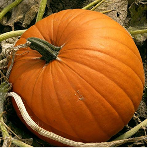 PREMIER SEEDS DIRECT - Pumpkin Seeds -Jack O'Lantern - 40 Finest Seeds