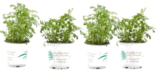 DECOALIVE Rudas Plantas Naturales Set 4 Plantas de Protección